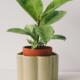 Pot auto-hydratant