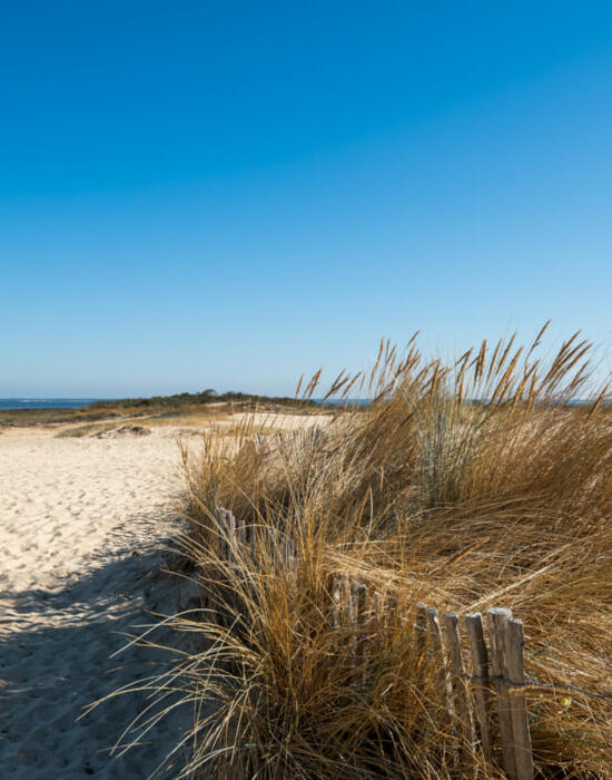 Oyat dans les dunes