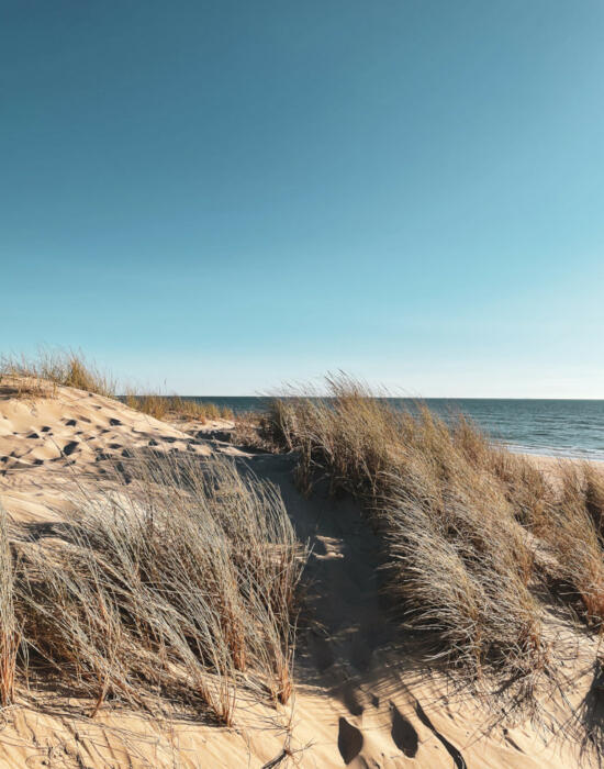Oyat dans les dunes
